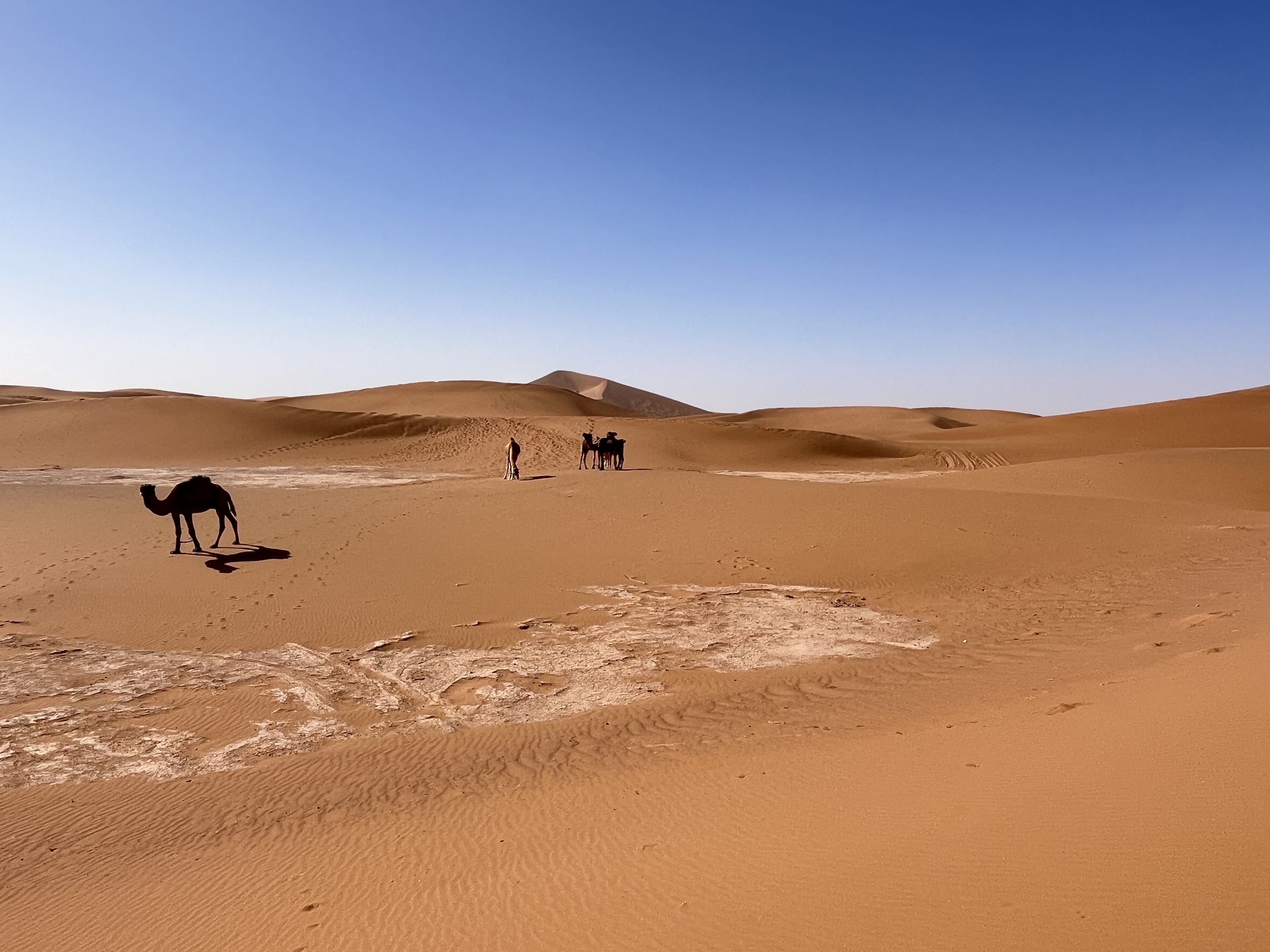 Dromedare an einer Oase in der Wüste Erg Chebbi